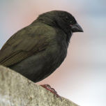 Fotografia thumbnail 1