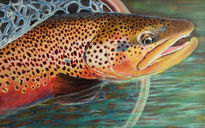 Trout - the gold of...