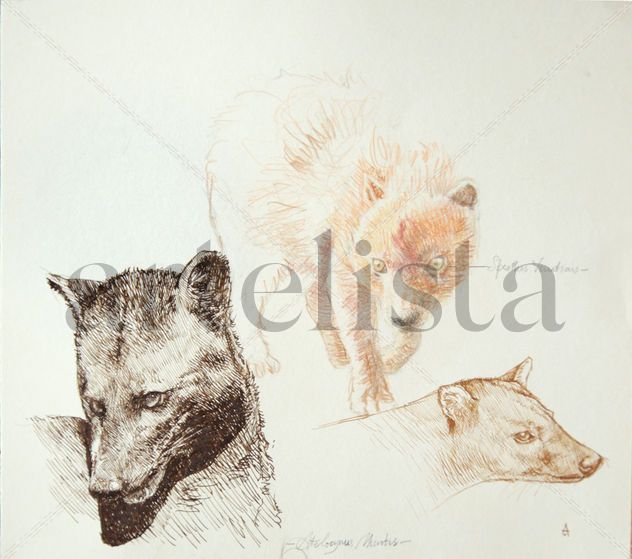 Atelocynus Microtis (boceto) / Atelocynus Microtis (sketch)