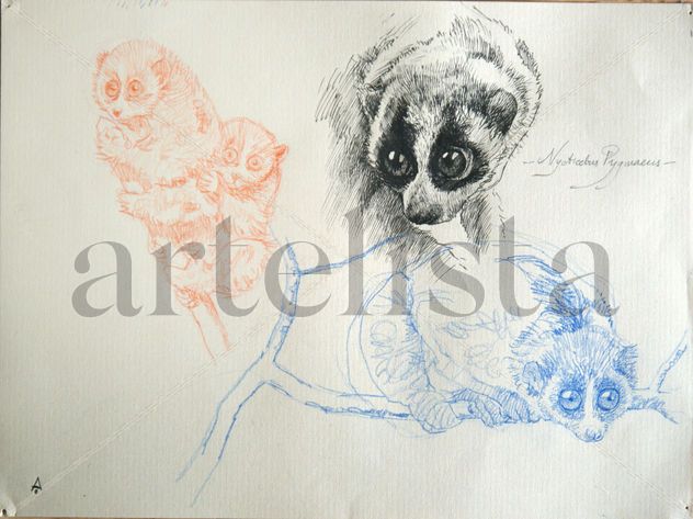 Nicticebus pigmaeus (boceto) / Nicticibeus Pigmaeus (sketch)
