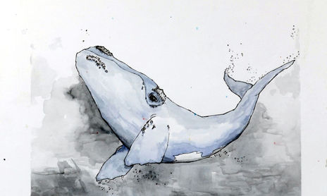 Fauna Patagónica