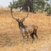 El Gamo