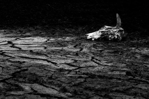 Sequia y muerte Naturaleza Blanco y Negro (Digital)