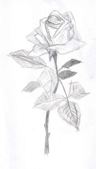 Every Rose Has  its Thorn Graphite