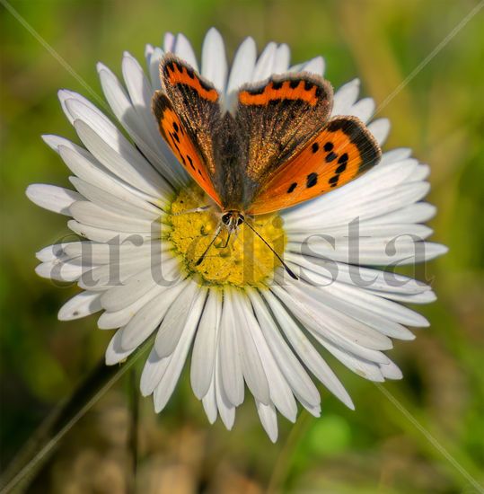 La Flor y la Mariposa Nature Color (Digital)