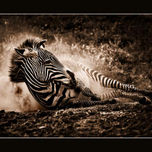 Naturaleza Wildlife thumbnail 2