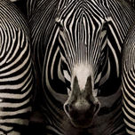 Naturaleza Wildlife thumbnail 1