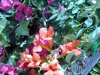 F. 1 mi jardin
