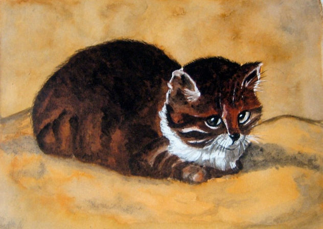 Gato sobre cojín