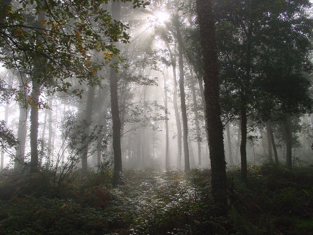 bosque 