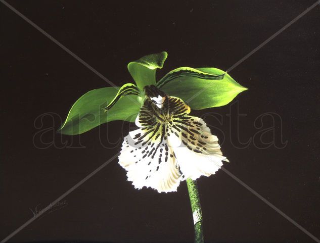 15-ORQUÍDEA Oil Panel Floral Painting