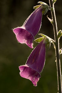 Digitalis