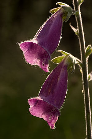 Digitalis 