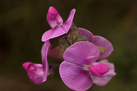 Lathyrus 