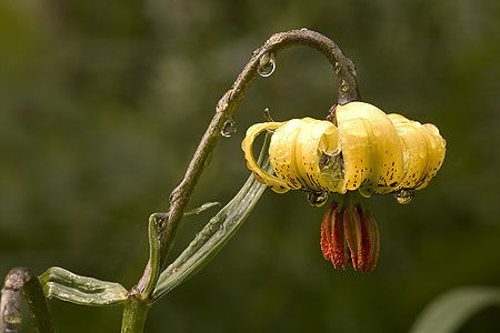 Flor de Lis 