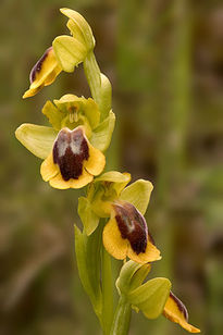 Orquídea lútea