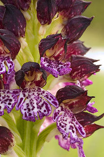 Orquídea purpúrea