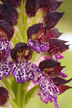 Orquídea purpúrea 