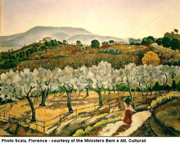 Olive Grove