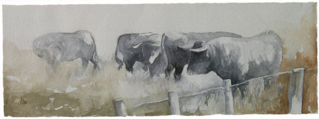 Toros de agua iii