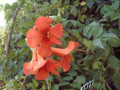 F. 4 jardin