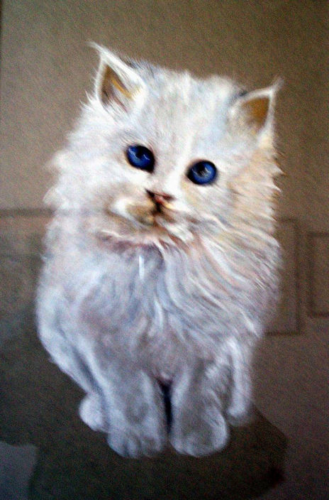 Mi gato