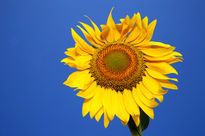 Girasol de andalucia