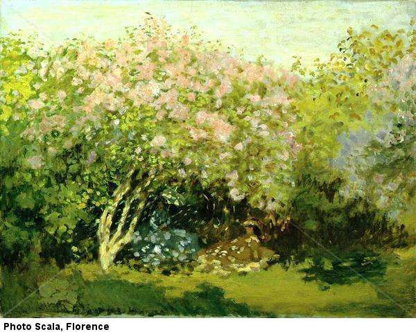 Lilas en el sol