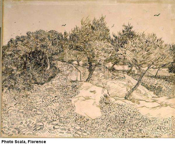 Olive Grove at Montmajour