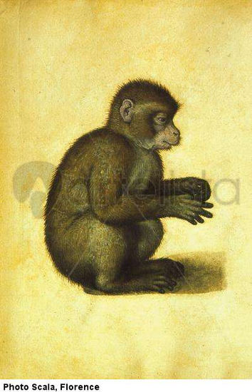 A Monkey Animals