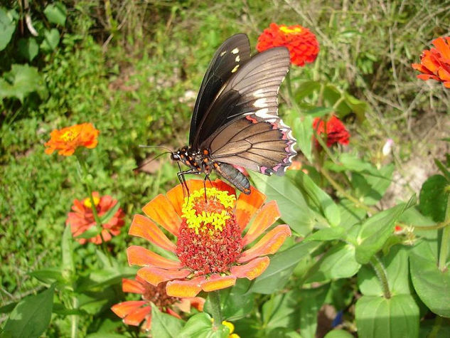 Butterfly Dance Nature Color (Digital)