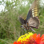Danza de Mariposas thumbnail 1