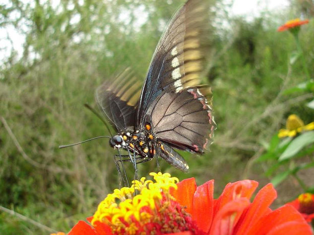 Butterfly Dance 1 Naturaleza Color (Digital)