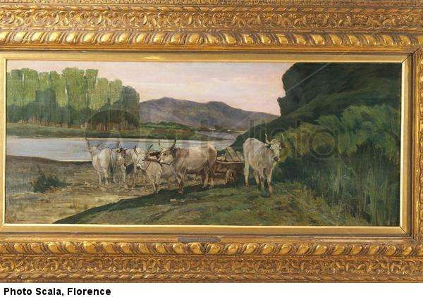 Bueyes cerca del río Arno