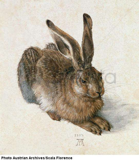Hase (Hare) Animals