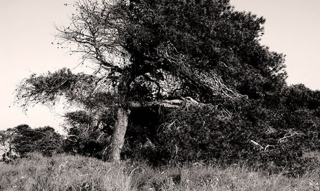 Colección Arboles Salinas de S. Pedro