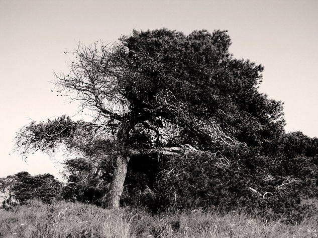 Arbol V Naturaleza Blanco y Negro (Digital)