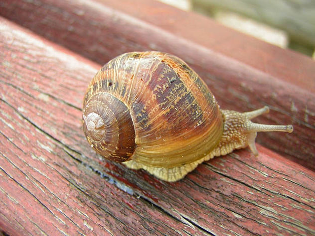 CARACOL