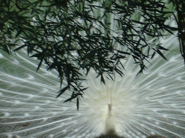 un pavo real blanco