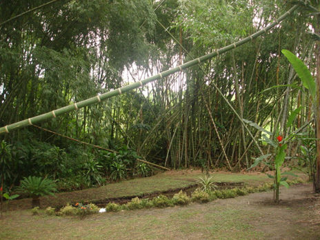 El guadula