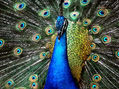 Pavo Real