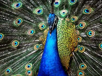 Pavo Real