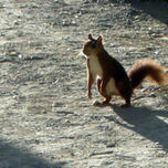 Animales thumbnail 1