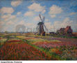 Champs de Tulipe en Hollande - Tulip fields in Holland. 1886
