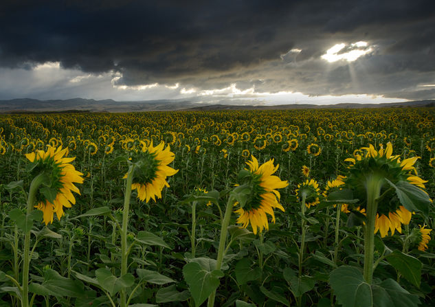 girasoles Naturaleza Color (Digital)