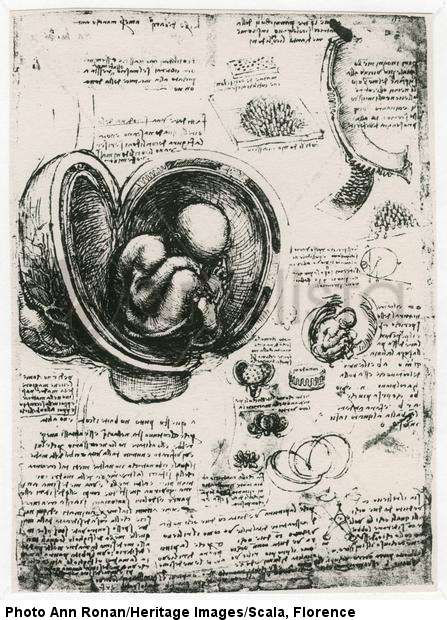 Boceto anatómico de un feto humano en el útero, c. 1510 (facsímil).