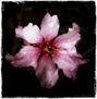 Flor de almendro bajo la lluvia