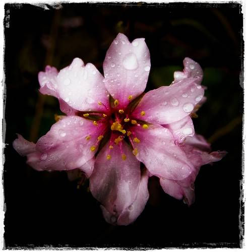 Flor de almendro bajo la lluvia 