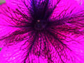 FLOR,CENTRO  DE  PETUNIA VIOLETA