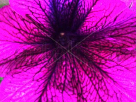 Flor,centro  de...
